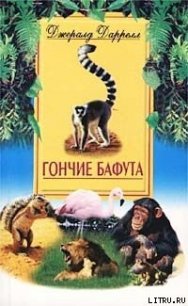 Гончие Бафута - Даррелл Джеральд (читать книги онлайн регистрации .txt) 📗