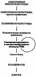 Биосинтез белков, мир РНК и происхождение жизни - Спирин Александр (бесплатные онлайн книги читаем полные .txt) 📗