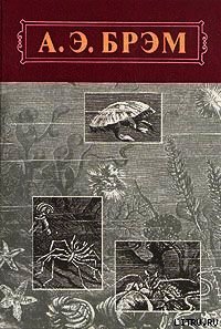 Жизнь животных, Том III, Пресмыкающиеся. Земноводные. Рыбы - Брем Альфред Эдмунд (читать книги полностью txt) 📗